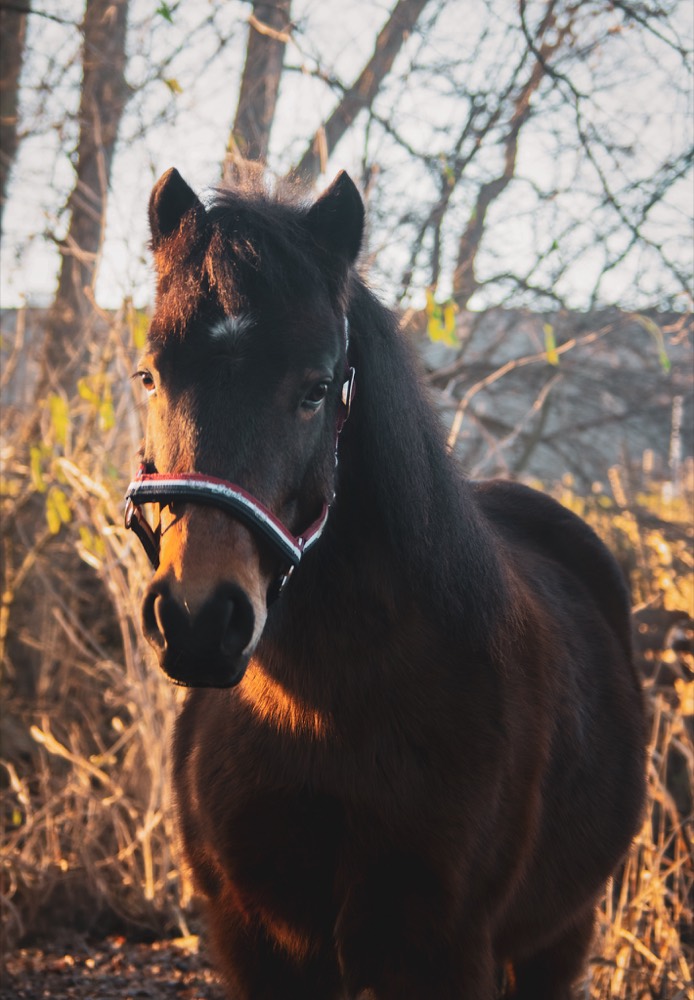 Portret 1 van een pony uit de kudde