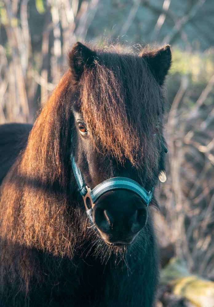 Portret 2 van een pony uit de kudde