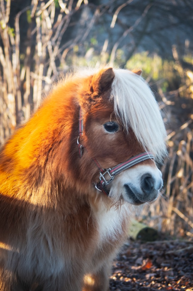 Portret 3 van een pony uit de kudde