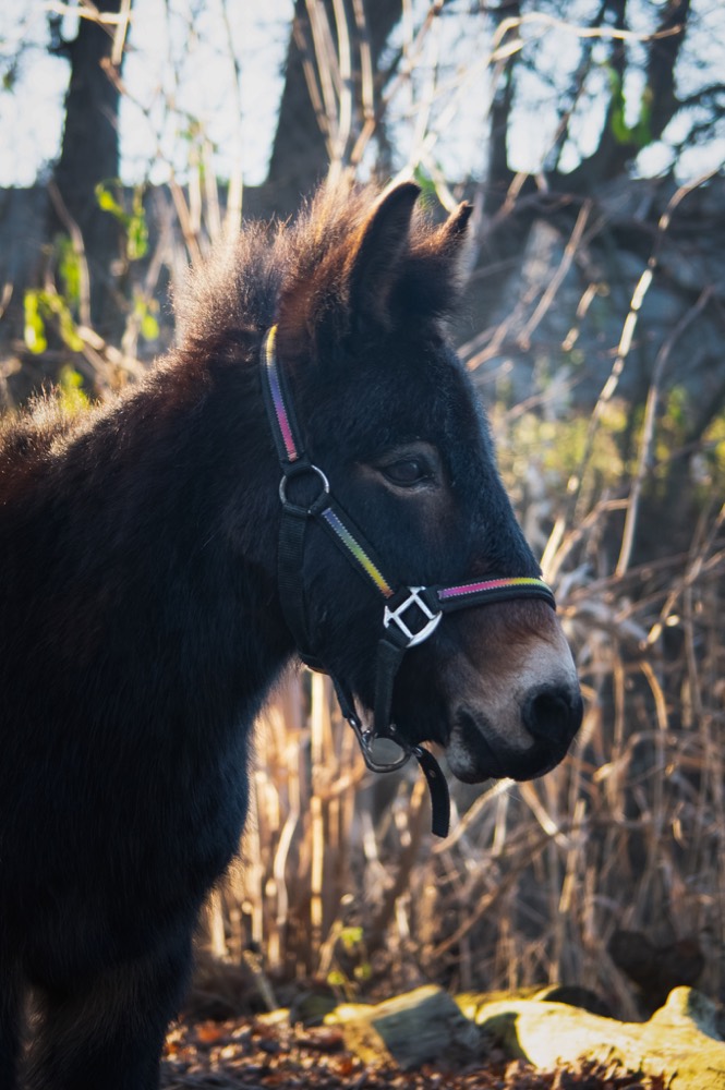 Portret van een zwarte pony uit de kudde