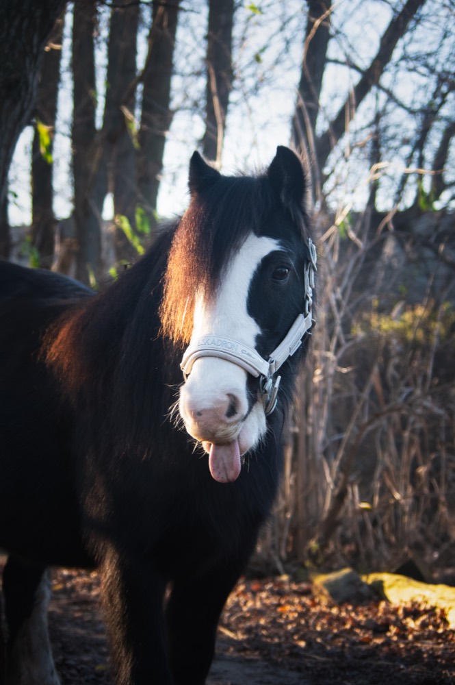 Een pony kijkt rustig naar de camera