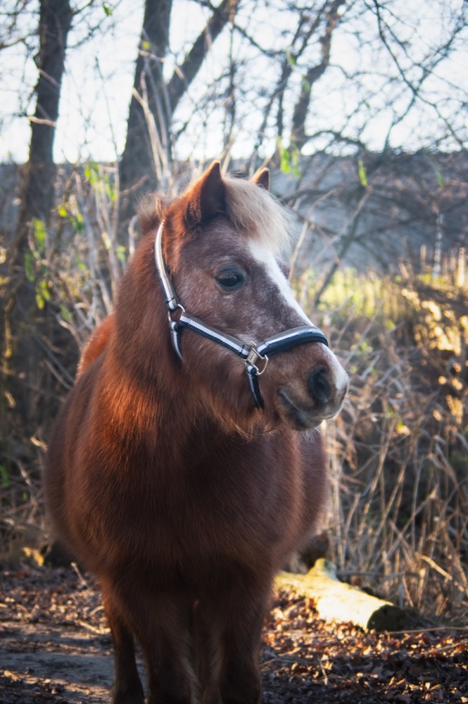 Portret 6 van een pony uit de kudde