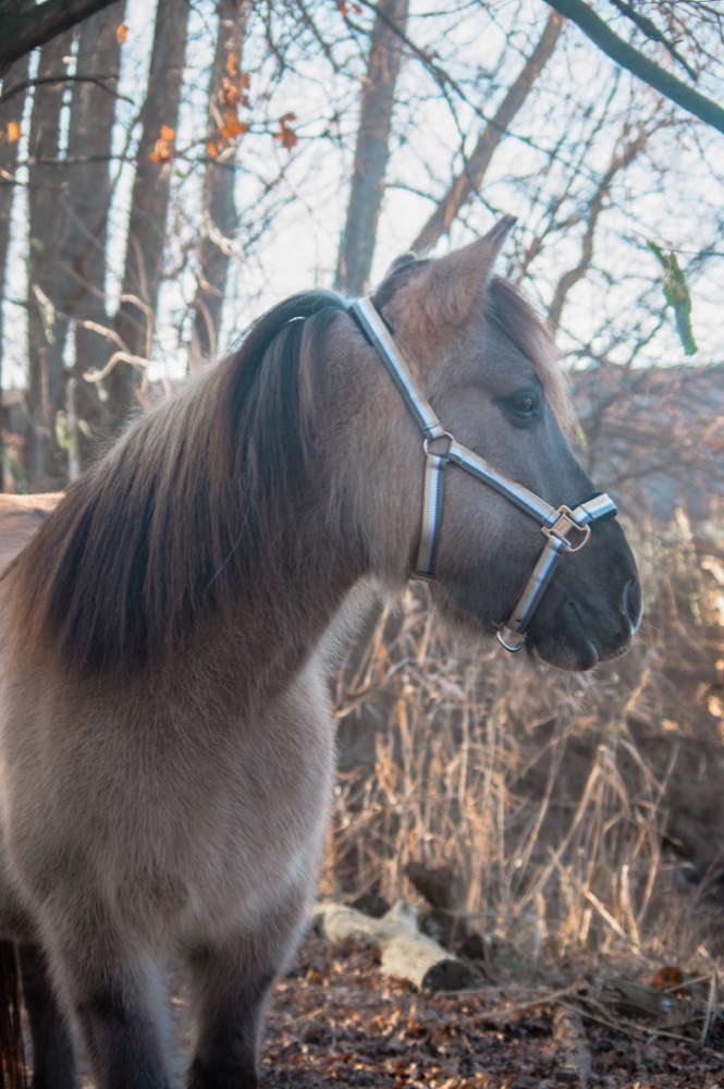 Portret 7 van een pony uit de kudde