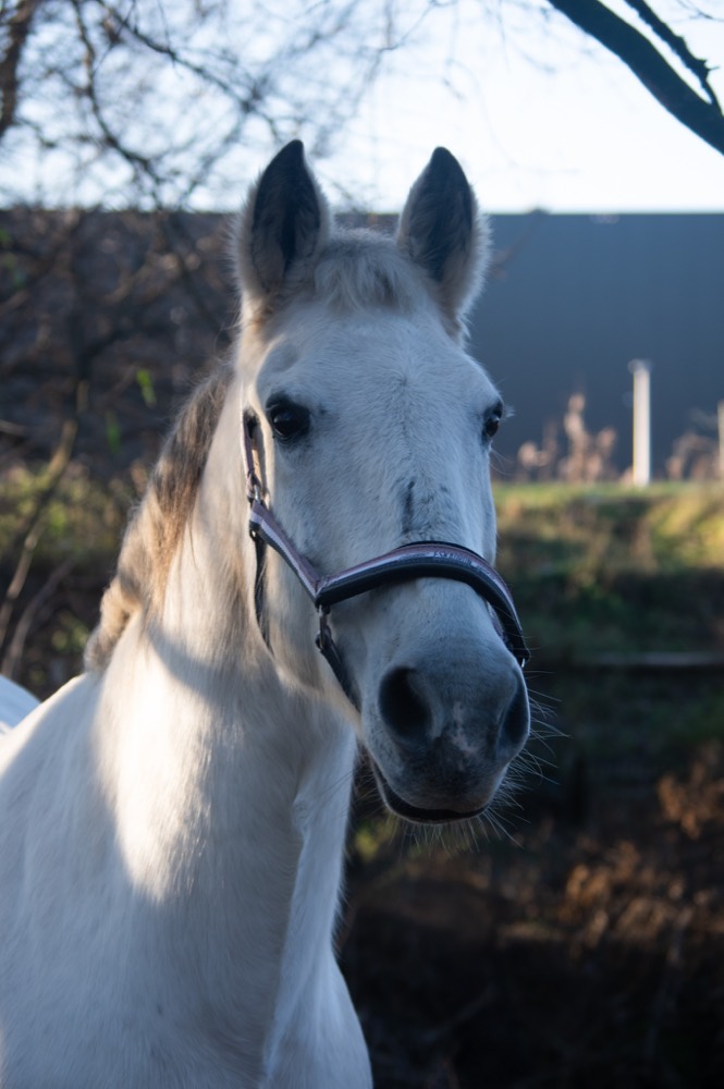 Portret 8 van een pony uit de kudde