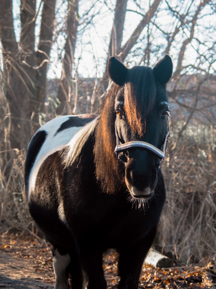 Een zwart-witte pony buiten in het groen