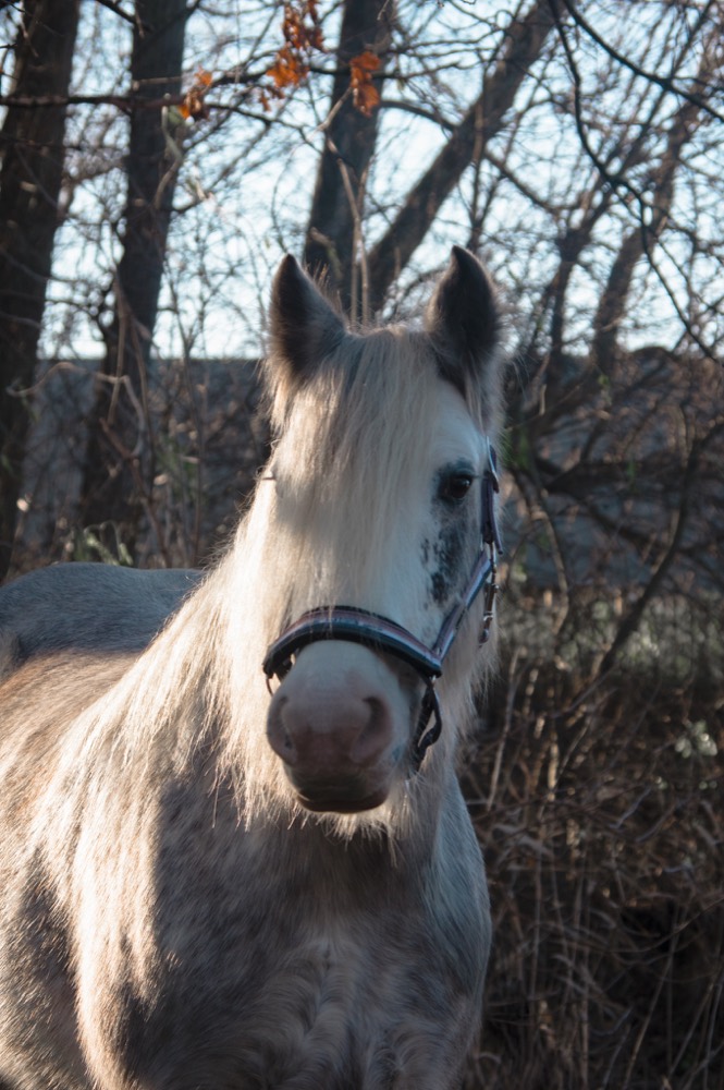 Portret 10 van een pony uit de kudde
