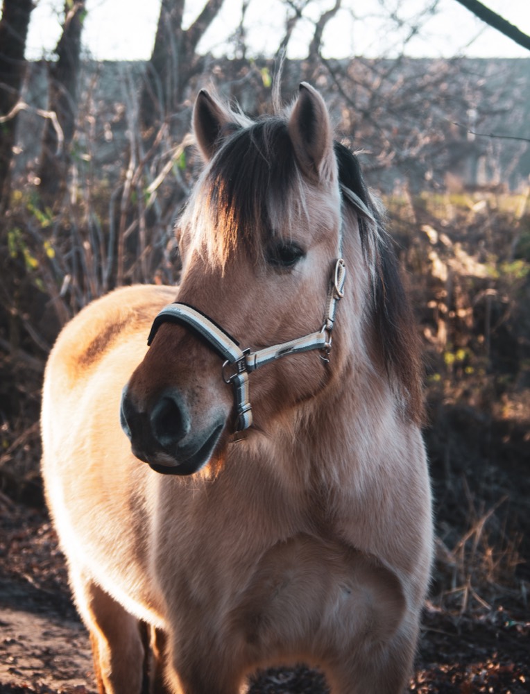 Portret 11 van een pony uit de kudde