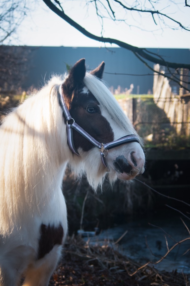 Portret van een pony uit de kudde