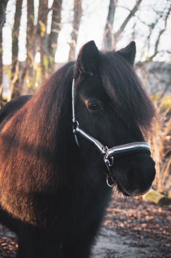 Portret 13 van een pony uit de kudde
